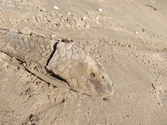 Hypostomus commersoni