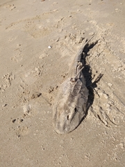 Hypostomus commersoni