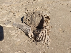 Hypostomus commersoni