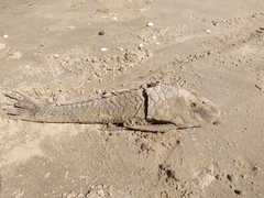 Hypostomus commersoni