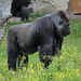 Gorila Occidental - Photo (c) H. Zell, algunos derechos reservados (CC BY-SA)