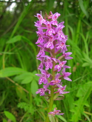 Dactylorhiza sibirica