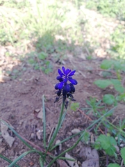 Muscari