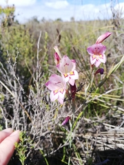 Gladiolus martleyi