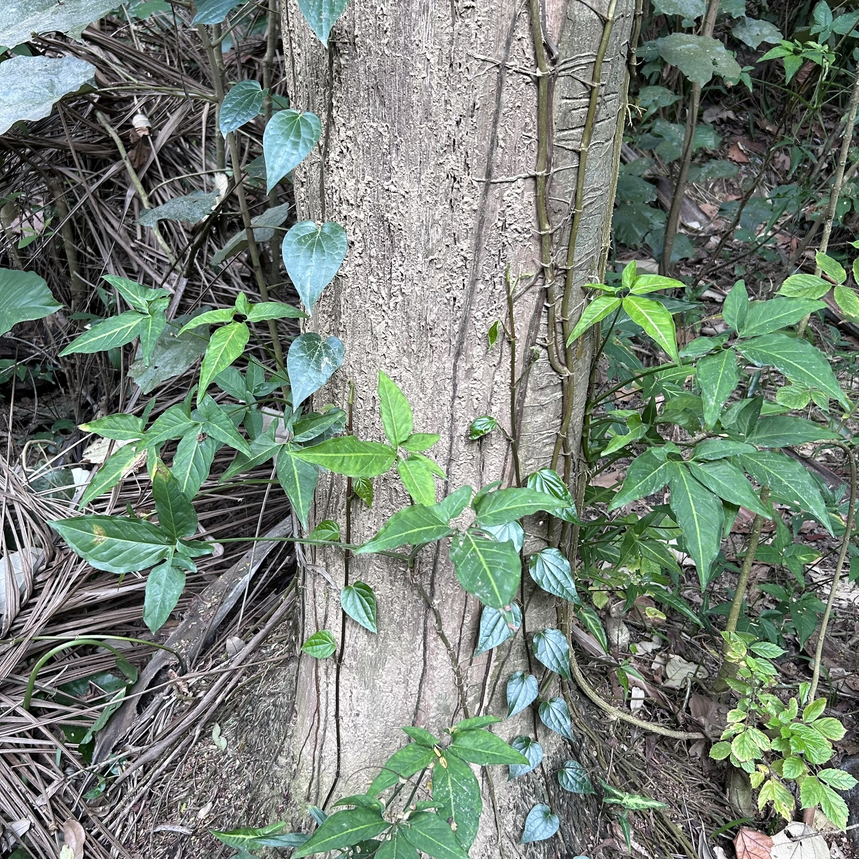 Imagem de Língua-de-cobra