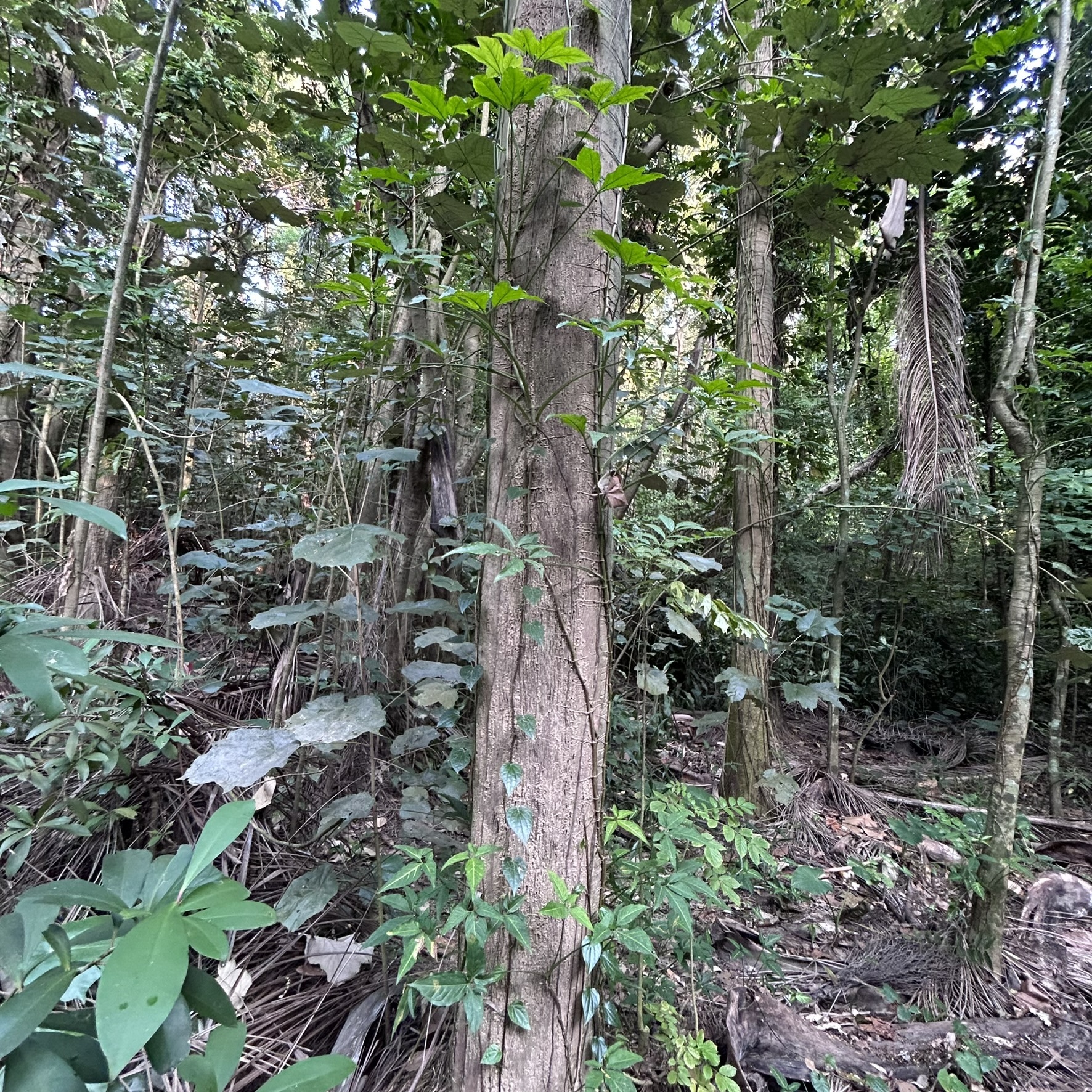 Imagem de Língua-de-cobra