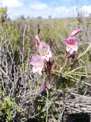 Gladiolus martleyi