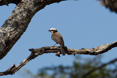 Eurocephalus ruppelli