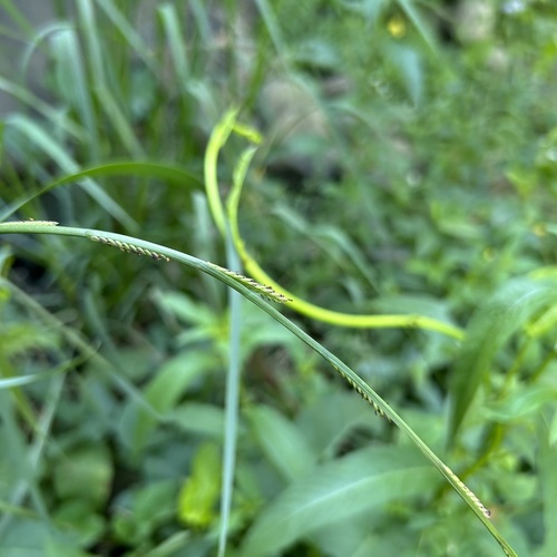 Setaria punctata observed 2024-01-15