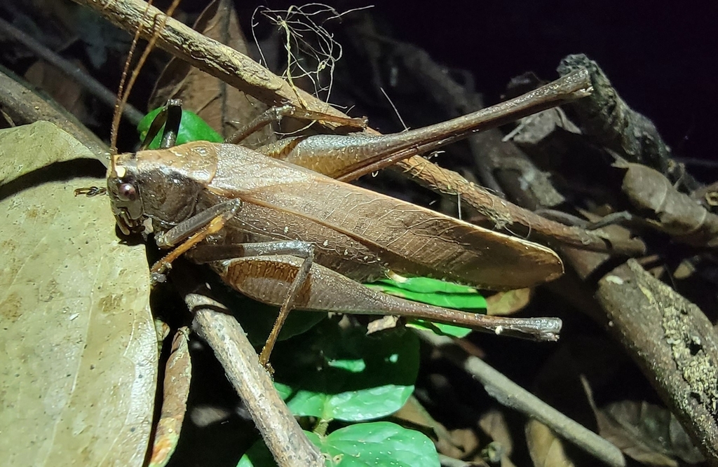 Afromecopoda austera