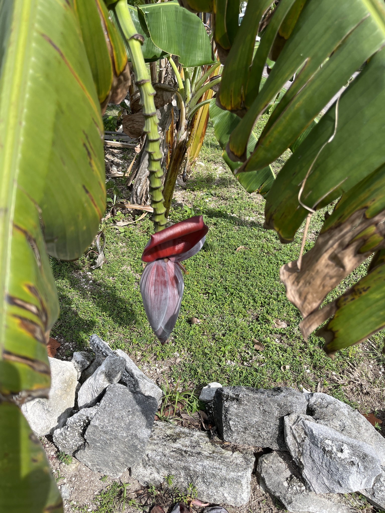 Imagem de Bananeira