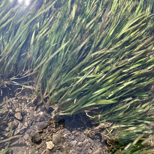 Vallisneria denseserrulata iNat (2)