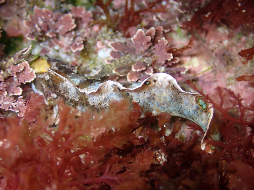 Reef Finspot from La Jolla tidepools on January 14, 2024 at 06:16 PM by ...