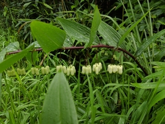 Polygonatum arisanense