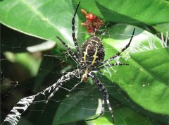 Argiope aemula