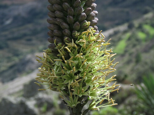 Agave kerchovei