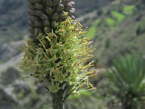 Agave kerchovei