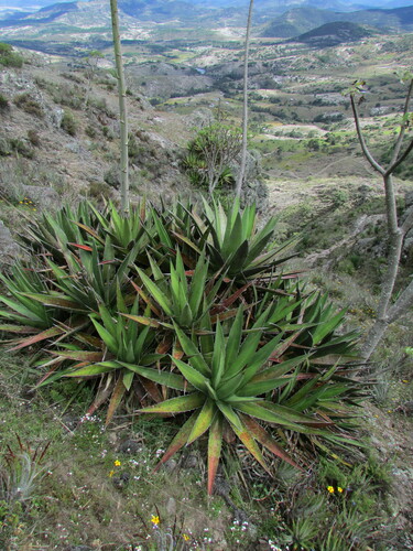 Agave kerchovei