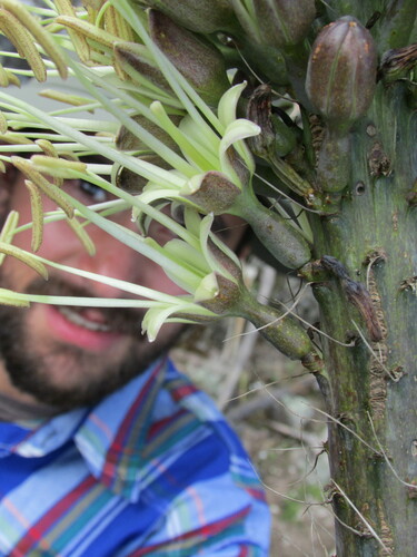 Agave kerchovei