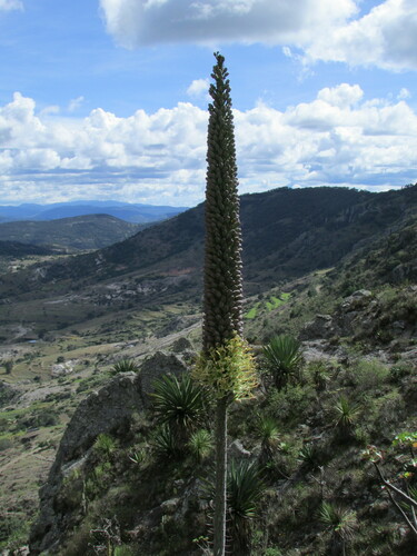 Agave kerchovei