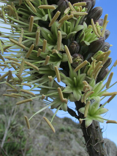 Agave kerchovei