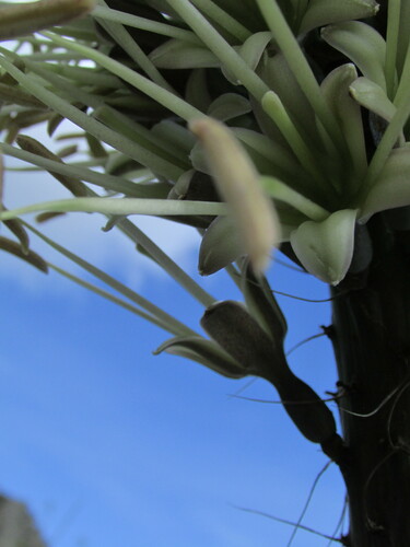 Agave kerchovei