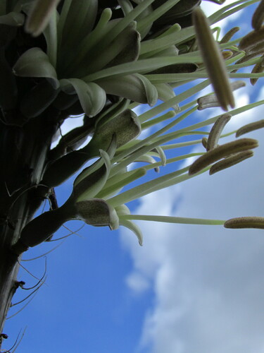 Agave kerchovei