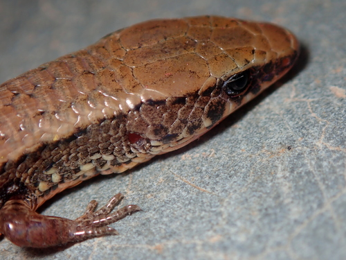 Bahia Colobosaura, Colobosaura modesta