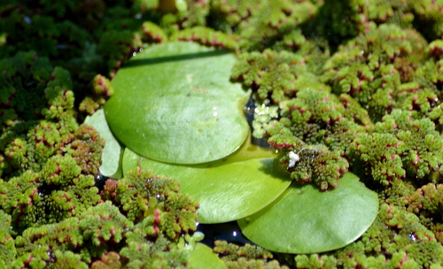 Hydrocharis laevigata, photograph 4