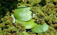 Hydrocharis laevigata, photograph Sebastián Lovera, CC0, iNaturalist via GBIF