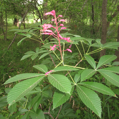Aesculus pavia pavia