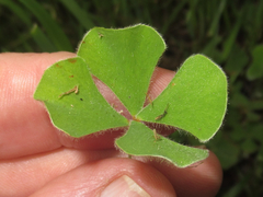 Marsilea macropoda