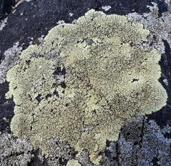 Lobothallia alphoplaca