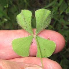 Marsilea macropoda