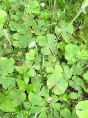 Marsilea macropoda