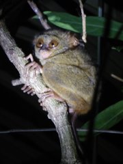 Tarsius spectrumgurskyae