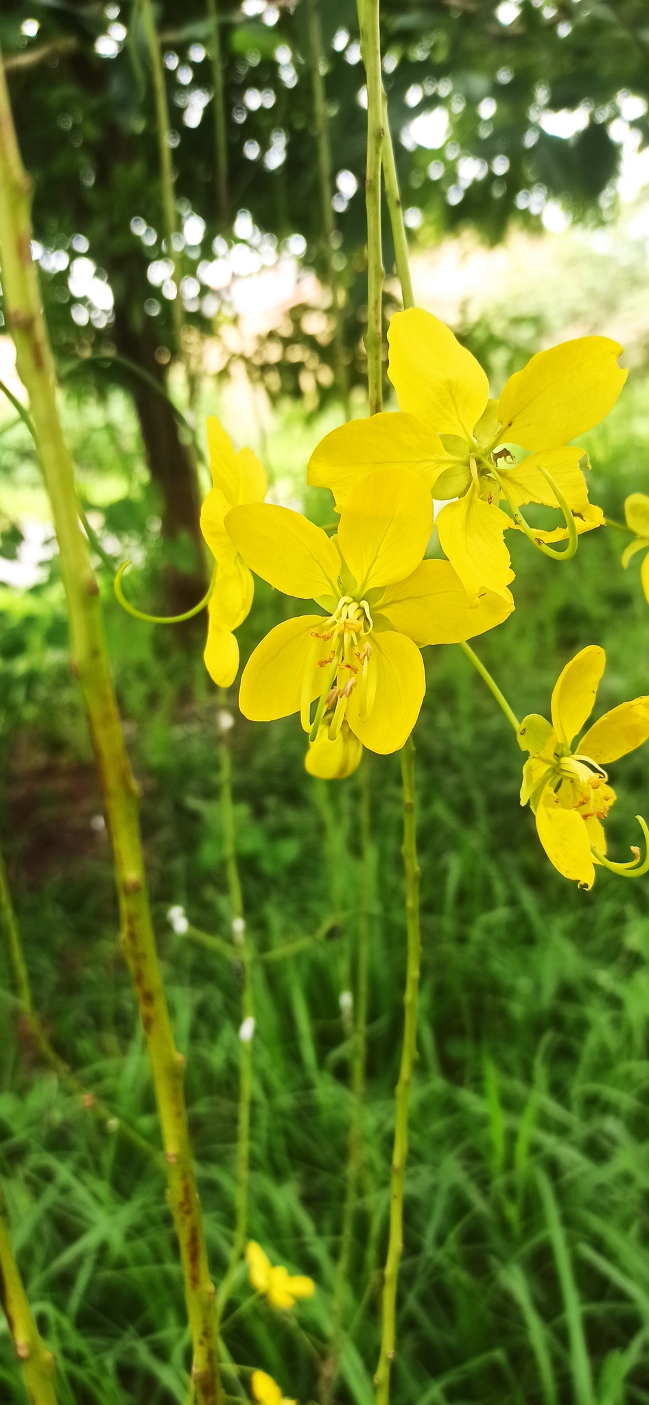 Imagem de Chuva-de-ouro