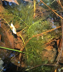Ceratophyllum demersum