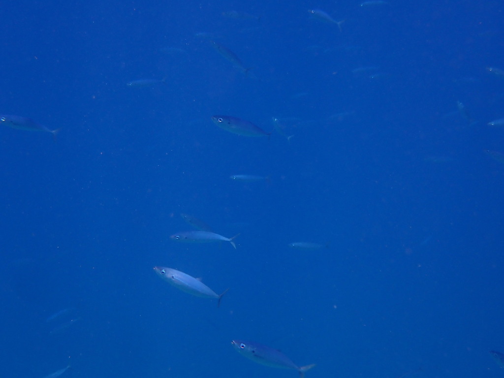 Mackerel scad