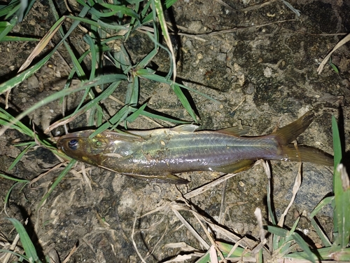 Striped catfish (Mystus vittatus) — Bagridae — 5