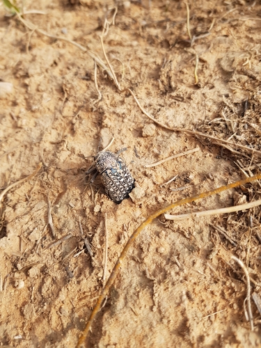 Sulphurous Jewel Beetle