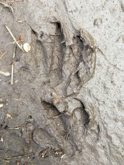 Myocastor coypus