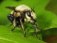 Laphria grossa