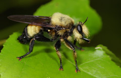 Laphria grossa