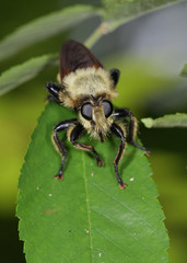 Laphria grossa