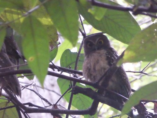 Ninox ochracea