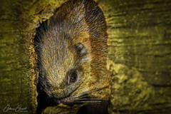 Giant Atlantic Tree-Rat photo 3