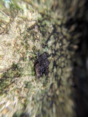 Austrohancockia gressitti