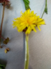 Taraxacum officinale