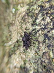 Austrohancockia gressitti